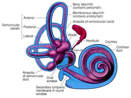 vestibular